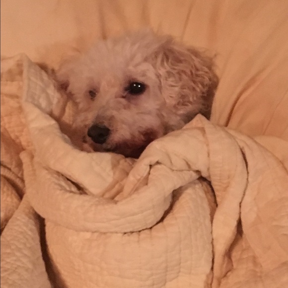 Meet your Posher, Tiffany - Picture 1 of 1